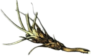 Kořen