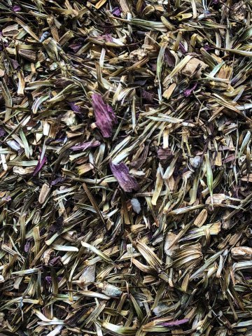 Echinacea - Třapatka nachová květ
