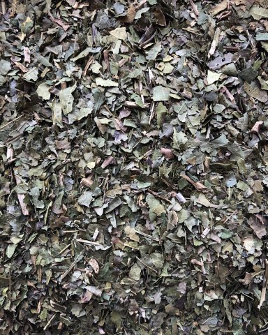 Jinan dvoulaločný - Ginkgo